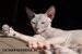 Krásna mačička Don Sphynx s PP - Predaj