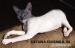 Krásna mačička Don Sphynx s PP - Predaj