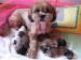 Štěňata Lhasa Apso - Prodej