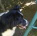 Kříženec border collie - Darování