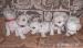 Bišonek, Bichon frisé - Prodej