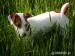 Štěňátka Jack Russel teriéra - Prodej