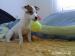 Štěňátka Jack Russel teriéra - Prodej