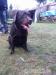 labradorský retriever - Prodej