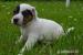 Šťěňátko Jack Russel Teriér - Prodej