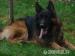 Szczenięta Owczarków Niemieckich - Sprzedaż
