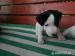 jack russell teriér - Predaj