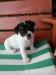 jack russell teriér - Predaj