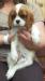 Cavalier King Charles  wybitne wystwowe suczki - Sprzedaż