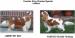 Cavalier King Charles  wybitne wystwowe suczki - Sprzedaż