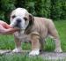 Anglicky bulldog,Bulldog - Predaj