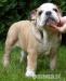 Anglicky bulldog,Bulldog - Predaj