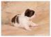 Shih-Tzu šteniatka ( shi-tzu, si-cu, si-tzu ) - Predaj