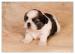Shih-Tzu šteniatka ( shi-tzu, si-cu, si-tzu ) - Predaj