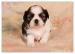 Shih-Tzu šteniatka ( shi-tzu, si-cu, si-tzu ) - Predaj