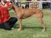 Šteniatka Rhodesian Ridgeback - Predaj