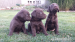 Labrador - Predaj