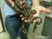 Python molurus bivittatus, klasik aj albín - Predaj