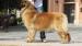 LEONBERGER - Predaj