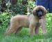 LEONBERGER - Predaj