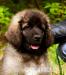 LEONBERGER - Predaj