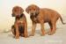 RHODESIAN RIDGEBACK - RHODÉSKÝ RIDGEBACK - Prodej