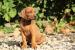 RHODESIAN RIDGEBACK - RHODÉSKÝ RIDGEBACK - Prodej