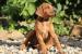 RHODESIAN RIDGEBACK - RHODÉSKÝ RIDGEBACK - Prodej