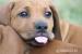 RHODESIAN RIDGEBACK - RHODÉSKÝ RIDGEBACK - Prodej