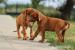 RHODESIAN RIDGEBACK - RHODÉSKÝ RIDGEBACK - Prodej