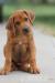 RHODESIAN RIDGEBACK - RHODÉSKÝ RIDGEBACK - Prodej
