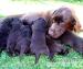 Labrador - Predaj
