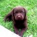 Labrador - Predaj
