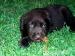 Labrador - Predaj