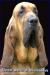 bloodhound - Predaj