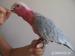 Papoušek senegalský a Kakadu růžový - Prodej