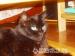 Fabia, dorosła, filigranowa koteczka szuka domu - Sprzedaż