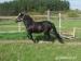 Prodám valacha pony WPBr., 16 let - Prodej