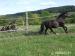 Prodám valacha pony WPBr., 16 let - Prodej