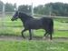 Prodám valacha pony WPBr., 16 let - Prodej