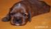 Cavalier King Charles Spaniel - Prodej