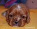 Cavalier King Charles Spaniel - Prodej