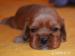 Cavalier King Charles Spaniel - Prodej