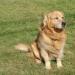 Predám šteniatka zlatý retriever   - Predaj