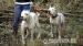argentínska doga, dogo argentino - Predaj