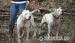 argentínska doga, dogo argentino - Predaj