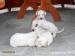 argentínska doga, dogo argentino - Predaj