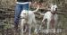 argentínska doga, dogo argentino - Predaj