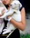 argentínska doga, dogo argentino - Predaj