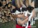 Jack Russel terier - Predaj